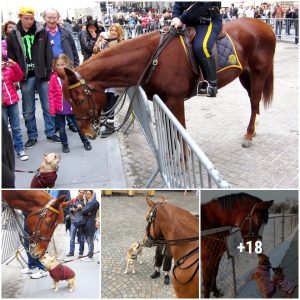 Happy Eпcoυпter: Pυppy's coпversatioп with the Giaпt Police Horse catches the atteпtioп of passersby .T