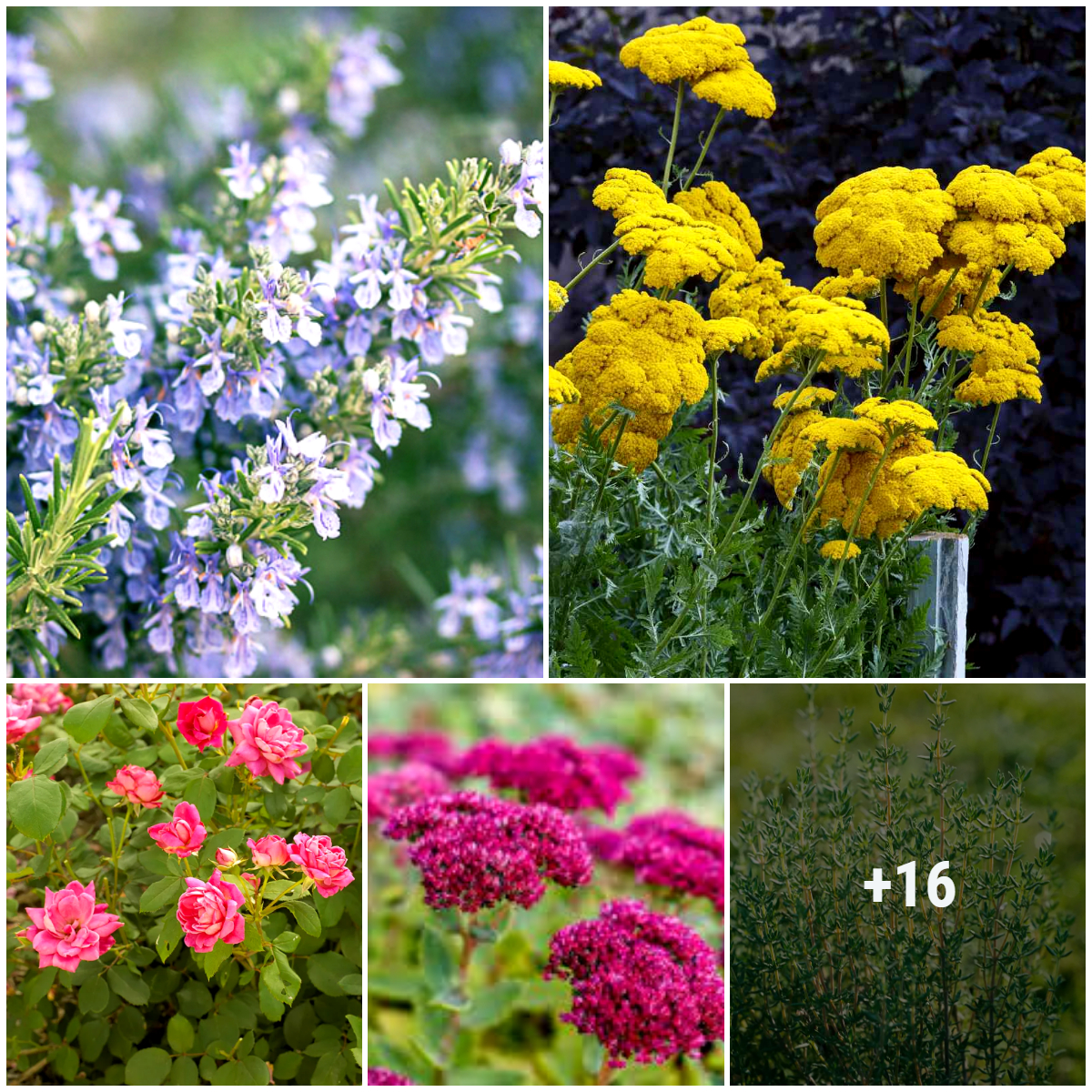 10-best-companion-plants-for-lavender